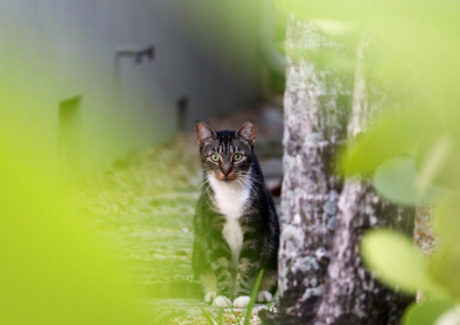 A curious tabby cat sits outdoors in a leafy Miami garden, creating a serene and natural scene.