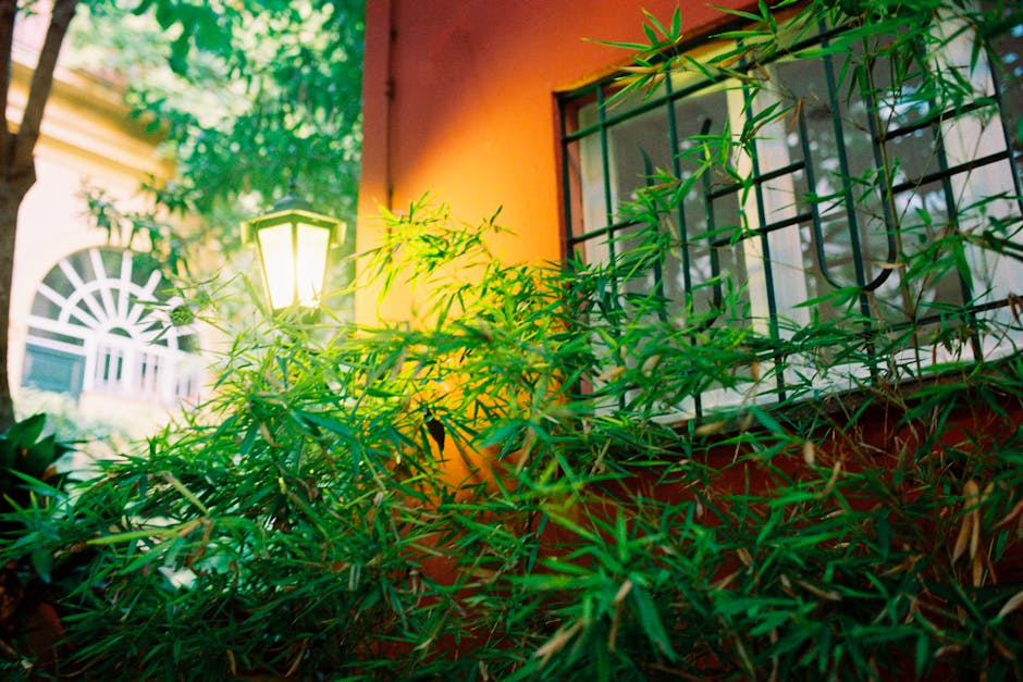 Lush green bamboo in front of a lantern and window on an orange wall, creating a vibrant scene.