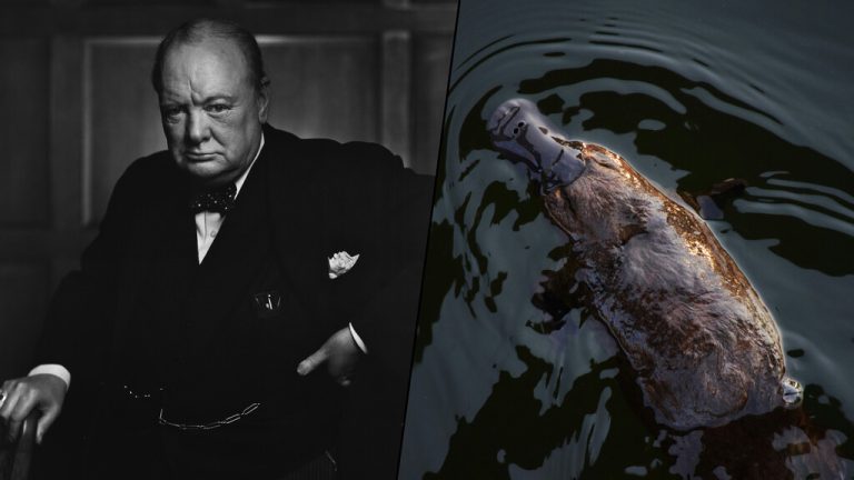 Durante la Segunda Guerra Mundial, Australia envió un ornitorrinco a Churchill. Murió en el viaje y 82 años después sabemos por qué