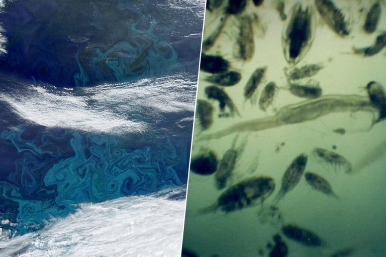 Se ha fundido tanto hielo en Groenlandia que el plancton ha crecido un 40%. No es una buena noticia