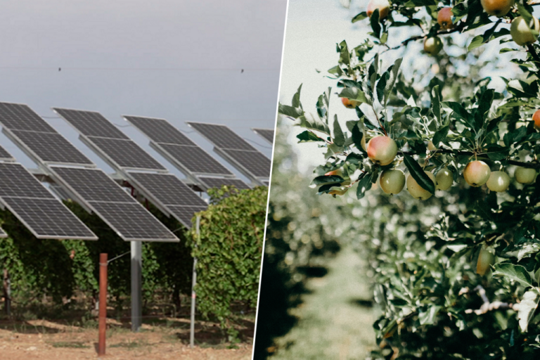 La sidra del País Vasco tendrá un aliado inesperado: la sombra de los paneles solares