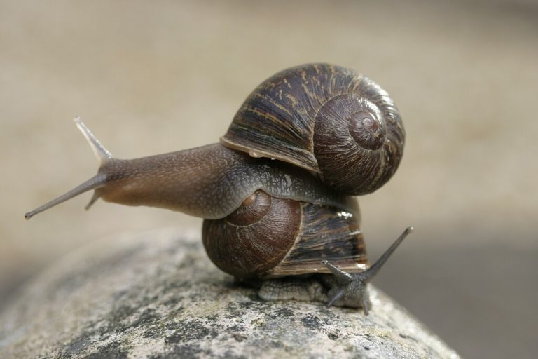 Un simple gen puede enviar un castigo divino a los caracoles: convertirlos en "zurdos"