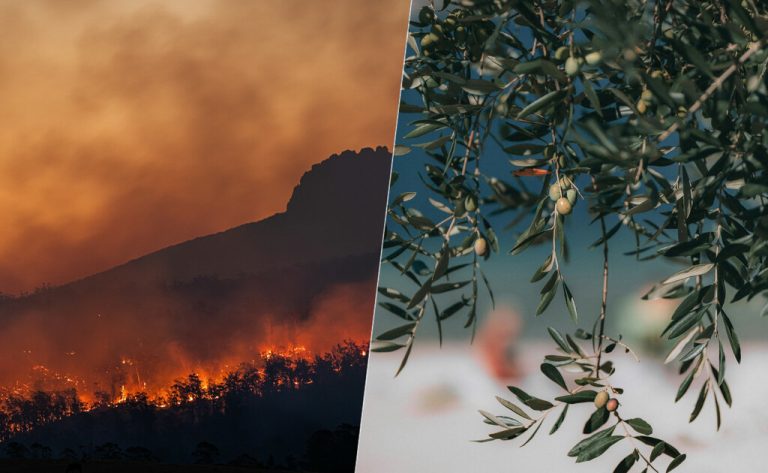 Este año parecía destinado a ser el de la recuperación de las cosechas. Las olas de calor y el fuego están cambiando esto